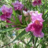 Bubba Jones Desert Willow -Fast Growing Trees Shop Desert WIllow Bubba Jones 600x600 a9515f42 f813 44b7 b66d ed50ae000e31