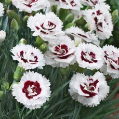 Scent First® Coconut Surprise Dianthus Plant -Fast Growing Trees Shop Dianthus Coconut Sundae 2