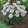 Scent First® Coconut Surprise Dianthus Plant -Fast Growing Trees Shop Dianthus Coconut Sundae 600x600 679d5d3b aeda 4592 91e4 40be032a721d