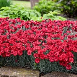 Fruit Punch® ‘Maraschino’ Dianthus -Fast Growing Trees Shop Dianthus Fruit Punch 2