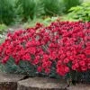 Fruit Punch® ‘Maraschino’ Dianthus -Fast Growing Trees Shop Dianthus Fruit Punch FGT 600x600 7209b3d8 fa7d 4d44 942e 58cf5af7ee41