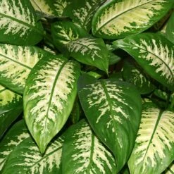 Dieffenbachia And Song Of India Combo 6 Dieffenbachia And Song Of India Combo -Fast Growing Trees Shop Diffenbachia song of india 2