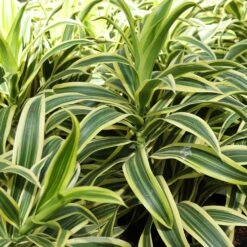 Dieffenbachia And Song Of India Combo 7 Dieffenbachia And Song Of India Combo -Fast Growing Trees Shop Diffenbachia song of india 3