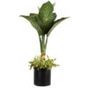 Dieffenbachia And Song Of India Combo 13 Dieffenbachia And Song Of India Combo -Fast Growing Trees Shop Diffenbachia song of india 600x600 7274c5a1 437b 4d7f a274 bd3d5f360208