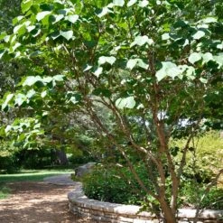 Don EGolf Redbud Tree -Fast Growing Trees Shop Don E Golf Redbud 1