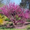 Don EGolf Redbud Tree -Fast Growing Trees Shop Don E Golf Redbud FGT 600x600 c49249c0 d50c 46f7 91fb 098afcd5a4c7