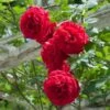 Don Juan Climbing Rose -Fast Growing Trees Shop Don Juan FGT 600x600 0b27ac05 48de 44b5 8180 b48dca5c88de