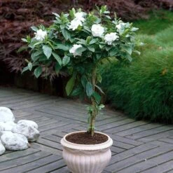 Double Blooming Gardenia Tree -Fast Growing Trees Shop Double Blooming Gardenia 6 FGT