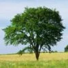 Drake Chinese Elm Tree -Fast Growing Trees Shop Drake Chinese Elm FGT 600x600 2b0efd71 b52d 4b6b ac94 7851b44048b9