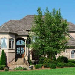 Dura Heat® River Birch -Fast Growing Trees Shop Dura Heat River Birch 1