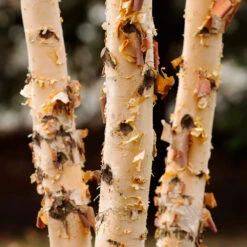 Dura Heat® River Birch -Fast Growing Trees Shop Dura Heat River Birch 4