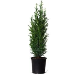 Dwarf Italian Cypress -Fast Growing Trees Shop Dwarf Italian Cypress 800 Mainimage FGT