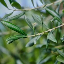 'Little Ollie' Dwarf Olive Tree -Fast Growing Trees Shop Dwarf Olive Tree 800 D1 534c1922 fc22 48df 9f0b 0126b1614848