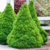 Dwarf Alberta Spruce -Fast Growing Trees Shop Dwarf ALberta ALberta Spruce 600x600 FGT