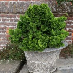 Dwarf Hinoki Cypress Shrub -Fast Growing Trees Shop Dwarf Hinoki Cypress 2
