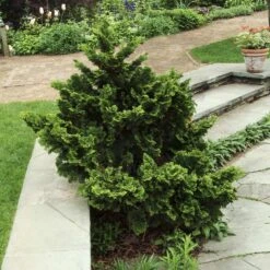 Dwarf Hinoki Cypress Shrub -Fast Growing Trees Shop Dwarf Hinoki Cypress 3
