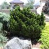 Dwarf Hinoki Cypress Shrub -Fast Growing Trees Shop Dwarf Hinoki Cypress 600x600 cac0050d 9e2c 4c5e 9007 df543b90c8f8