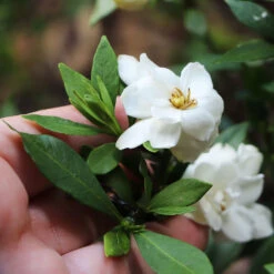 Dwarf Radicans Gardenia -Fast Growing Trees Shop Dwarf Radicans Gardenia 6
