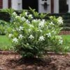 Dwarf Radicans Gardenia -Fast Growing Trees Shop Dwarf Radicans Gardenia FGT 600x600 0183027c c1d4 4850 ac73 648c9724bd76