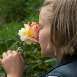 Euphoria® Rose Shrub -Fast Growing Trees Shop EUphoria Rose Tree 1