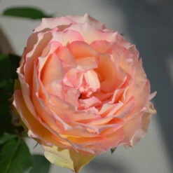 Euphoria® Rose Shrub -Fast Growing Trees Shop EUphoria Rose Tree 2