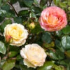 Euphoria® Rose Shrub -Fast Growing Trees Shop EUphoria Rose Tree FGT 600x600 56174138 bf7d 4296 a4d7 af48f72072e8
