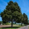 Eastern Red Cedar Tree -Fast Growing Trees Shop Eastern Red Cedar 600x600 FGT