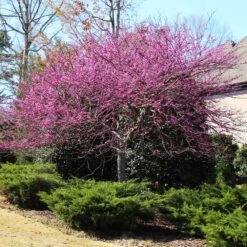 Eastern Redbud -Fast Growing Trees Shop Eastern Redbud 3
