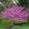 Eastern Redbud 14 Eastern Redbud -Fast Growing Trees Shop Eastern Redbud FGT 600x600 5676e569 3a04 4cdf b06a 7047e5db4442
