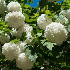 Eastern Snowball Bush -Fast Growing Trees Shop Eastern Snowball 3 FGT