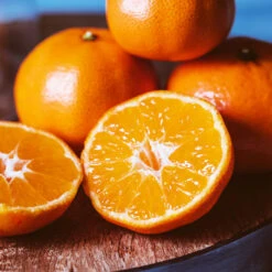 EasyPeel Clementine Tree 6 EasyPeel Clementine Tree -Fast Growing Trees Shop Easy Peel Clementine 4 FGT