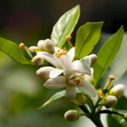 EasyPeel Clementine Tree 7 EasyPeel Clementine Tree -Fast Growing Trees Shop Easy Peel Clementine 5