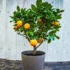 EasyPeel Clementine Tree 11 EasyPeel Clementine Tree -Fast Growing Trees Shop Easy Peel Clementine FGT 600x600 7715f8b8 7ade 444c b849 5c8b79e452e4