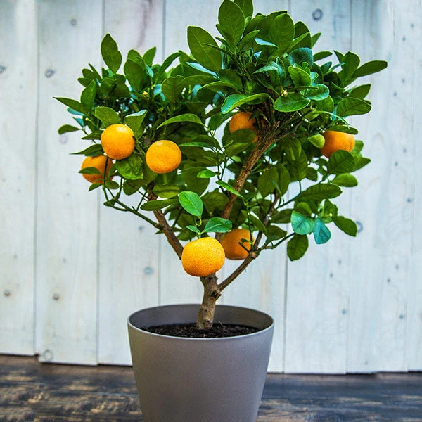 EasyPeel Clementine Tree 1 EasyPeel Clementine Tree