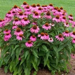 PowWow® Wild Berry Coneflower (Echinacea) 5 PowWow® Wild Berry Coneflower (Echinacea) -Fast Growing Trees Shop Echinacea Pow Wow Wildberry 1