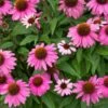 PowWow® Wild Berry Coneflower (Echinacea) -Fast Growing Trees Shop Echinacea Pow Wow Wildberry 600x600 80986137 f5bb 49c5 b4c8 9a51315a7b38