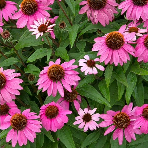 PowWow® Wild Berry Coneflower (Echinacea) 1 PowWow® Wild Berry Coneflower (Echinacea)