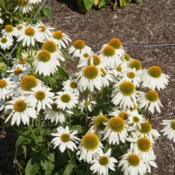 PowWow® White Coneflower (Echinacea) -Fast Growing Trees Shop Echinacea PowWow WHite 2