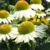 PowWow® White Coneflower (Echinacea) -Fast Growing Trees Shop Echinacea PowWow WHite 600x600 4bf42975 0221 4d4c bf26 2b015bfb0f3a