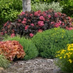 Eclipse® Bigleaf Hydrangea -Fast Growing Trees Shop Eclipse Mophead 4