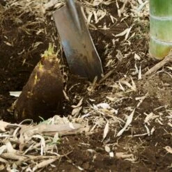 Edible Bamboo Plant -Fast Growing Trees Shop Edible Bamboo 5 FGT