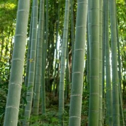 Edible Bamboo Plant -Fast Growing Trees Shop Edible Bamboo 6