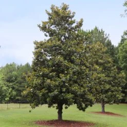 Edith Bogue Magnolia -Fast Growing Trees Shop Edith Bogue magnolia 1