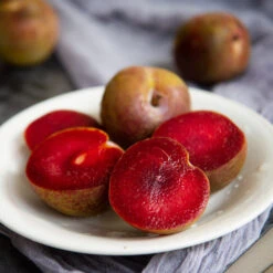 Elephant Heart Plum Tree -Fast Growing Trees Shop Elephant Heart Plum 1