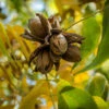 Elliot Pecan Tree -Fast Growing Trees Shop Elliot Pecan FGT 600x600 610bd494 388b 4fed 85b5 cc7a01d9af9d