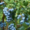 Emerald Blueberry Bush -Fast Growing Trees Shop Emerald Blueberries 600x600 ba57f98c e75b 4707 a839 d566b7aa64e7