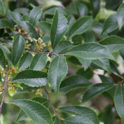 Emerald Flair Elm Tree -Fast Growing Trees Shop Emerald Flair 2