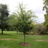 Emerald Flair Elm Tree 11 Emerald Flair Elm Tree -Fast Growing Trees Shop Emerald Flair 600x600 537bca49 bcda 436c baea fab6477ae12c