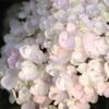 Endless Summer® Blushing Bride Bigleaf Hydrangea Shrub 6 Endless Summer® Blushing Bride Bigleaf Hydrangea Shrub -Fast Growing Trees Shop Endless Summer Blushing Bride FGT 600x600 0ebe554a 6f66 4976 a54a 228202945329