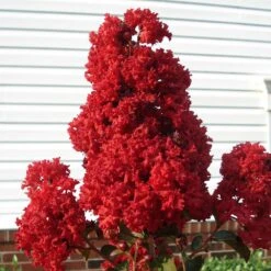 Enduring Summer Crape Myrtle -Fast Growing Trees Shop Enduring Summer Crape Myrtle 2
